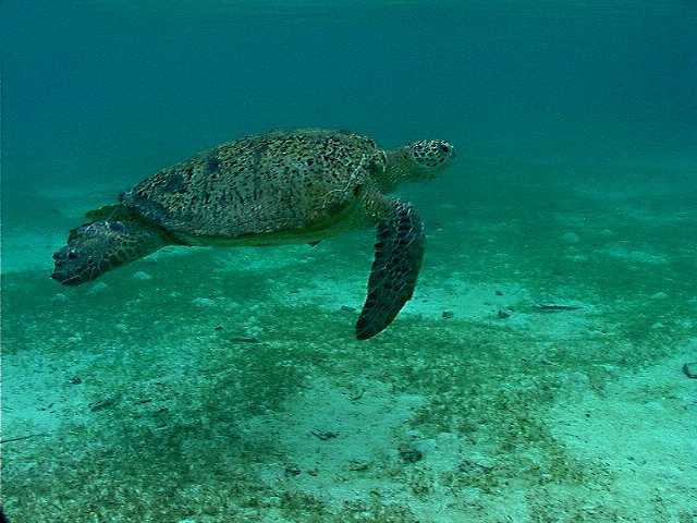 16. Biosites-Green turtle at Maas Popaya Raja Island's Nature Reserve