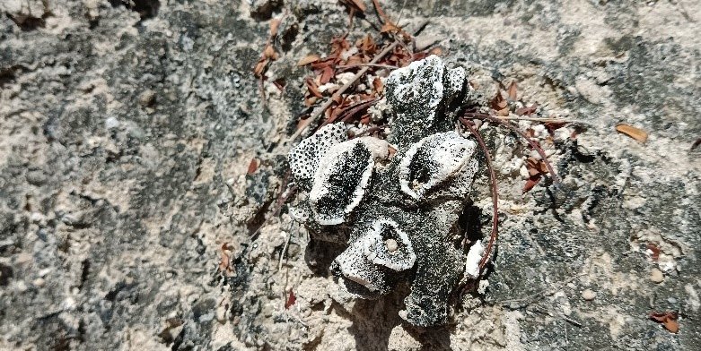 Dulanga Limestone