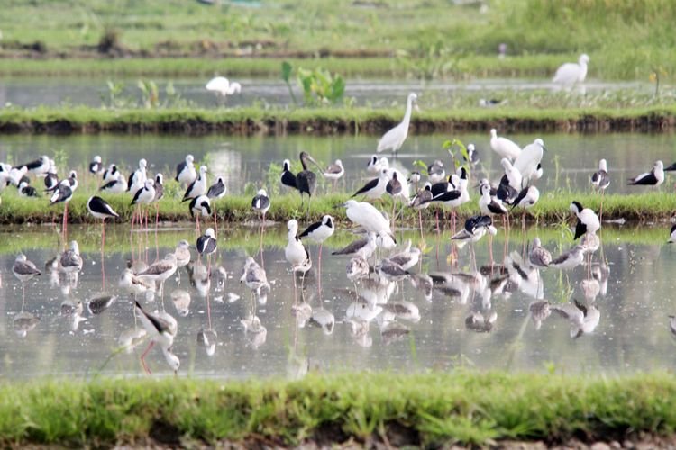26. Biosites-Migratory birds at Limboto Lake