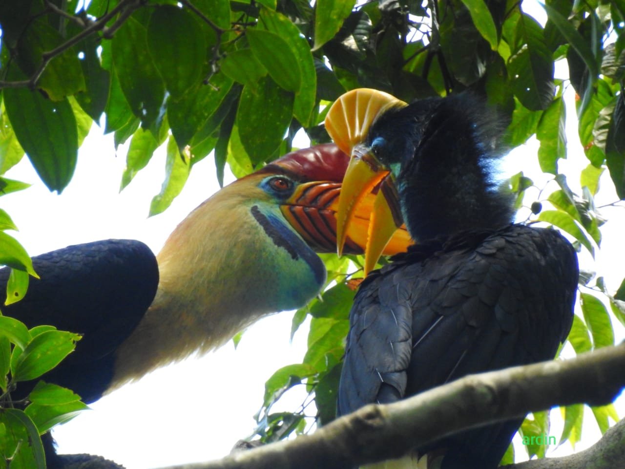 4. Biosites-Sulawesi Red-knobbed Hornbill (Rhyticeros cassidix)