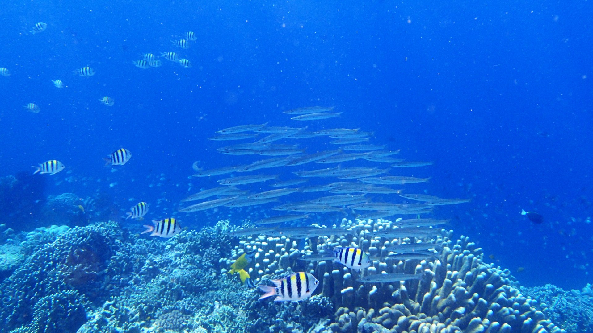 Olele Marine National Park — Gorontalo Geopark